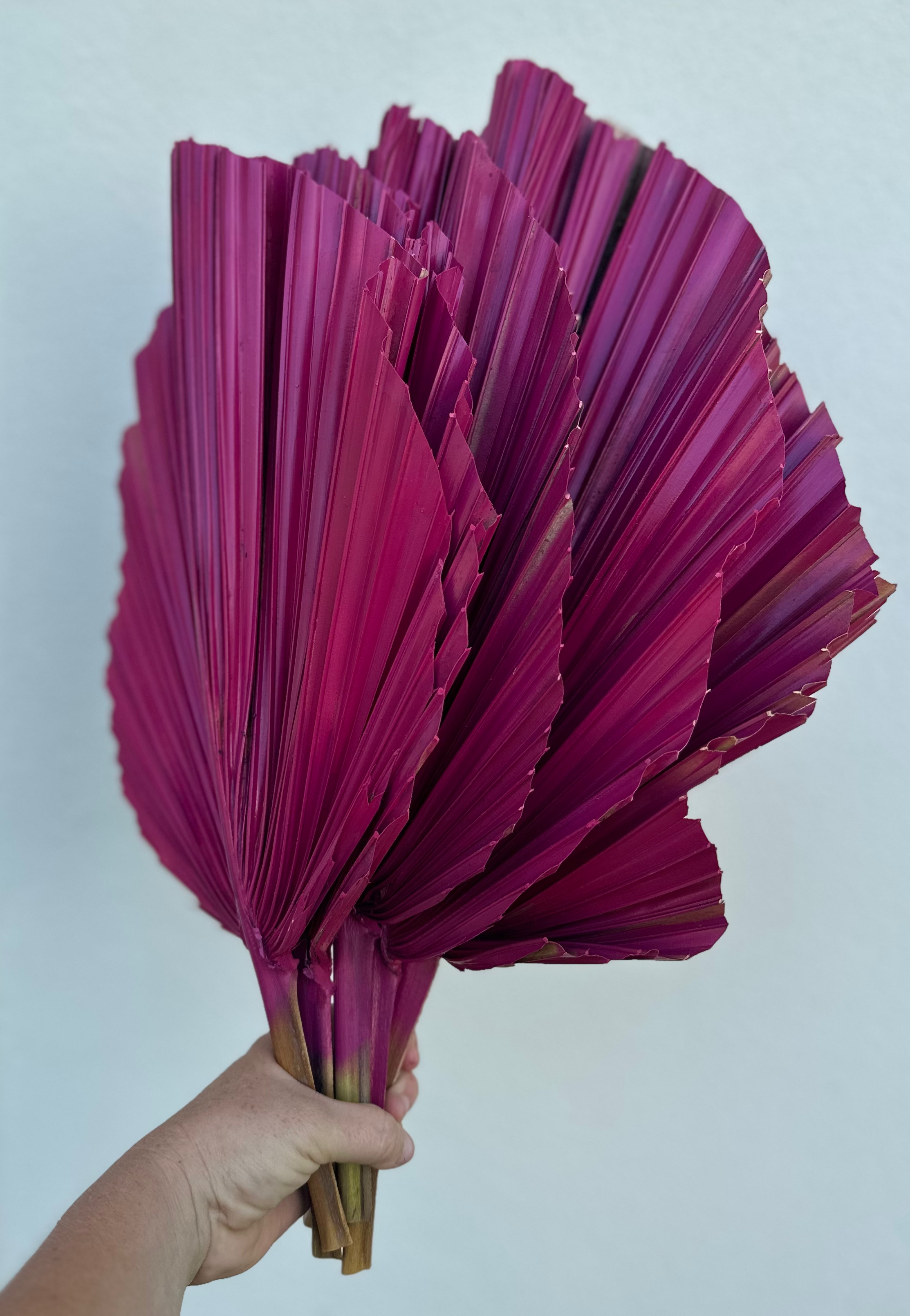 The Blooming Palm - Wholesale Retailer Sample - Home Decor - 14" PINK SunDried Painted Palm Leaf Decor, SAME DAY SHP  17