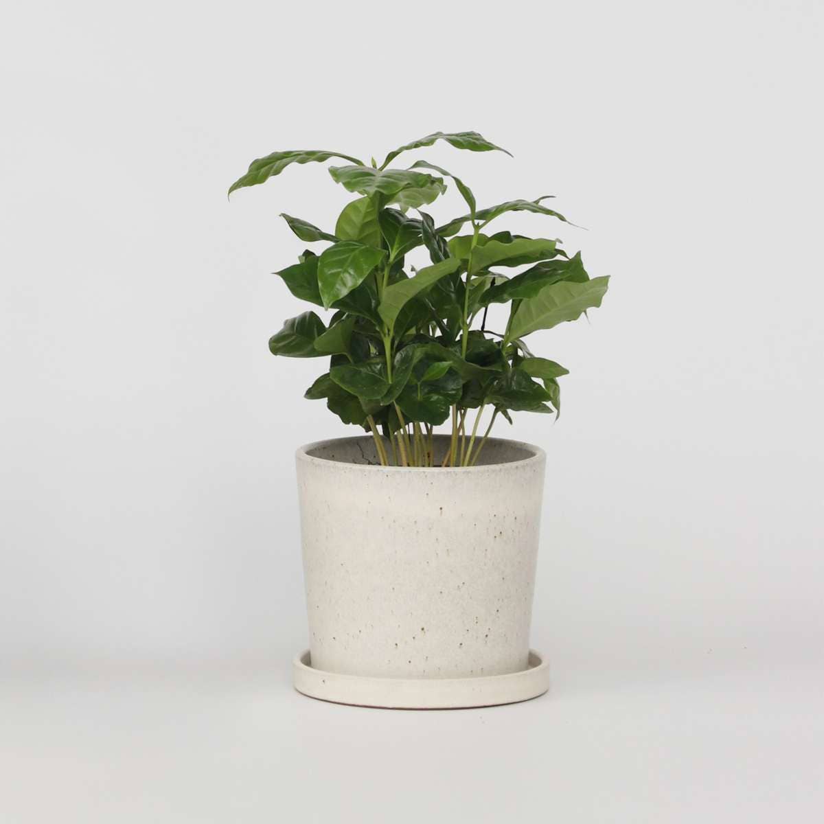 Oasis of Life - Wholesale Live Plant - Coffee Plant – Coffea Arabica – Height 25–40cm – Ø12cm – Real Coffee Tree – Easy-care Houseplant with Shiny Leaves – For Living Room, Kitchen & Office0