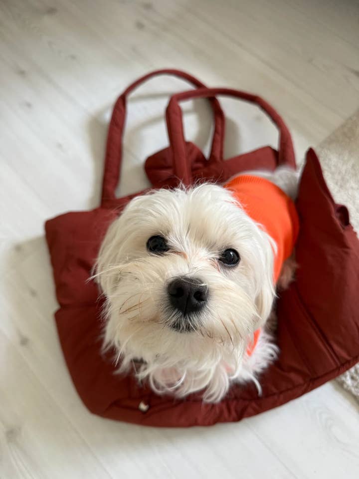 Le Baggy - Bruin voor wholesale door PET FANGZ