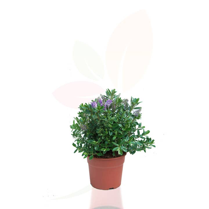 VIVERCID - Wholesale Live Plant - Hebe Veronica Verde1
