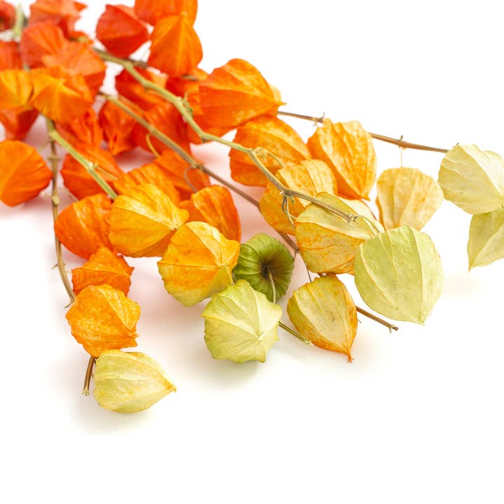 Floral Fields – wholesale Dried/pressed flowers – 5 Stems Real Dried Physalis Branches for Home Decor2