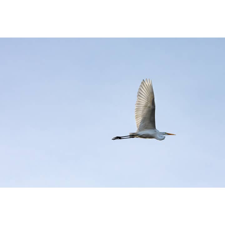 Photography Print "Shed" • PNW, Birds, Egret, Portland for wholesale by Andrea Morris Art