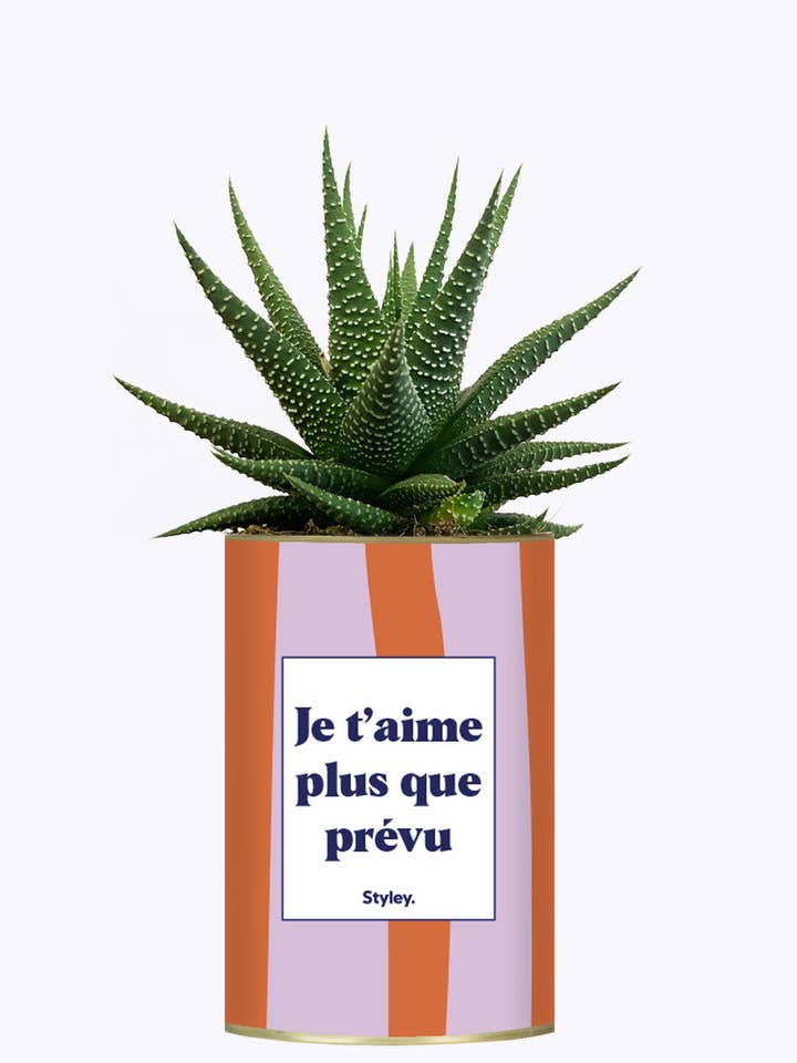 Jag älskar dig mer än väntat - Kaktus för wholesale av Styley