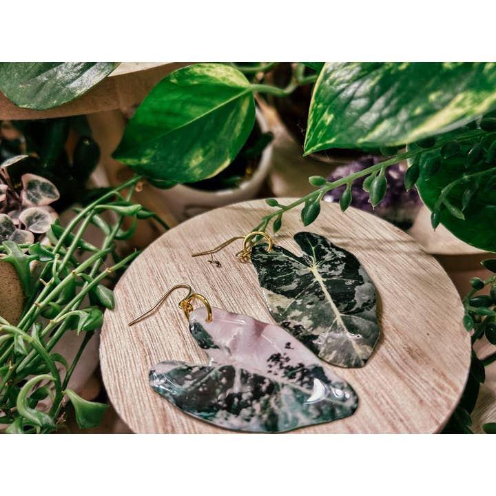 Variegated Alocasia Frydek Plant Earring, Magnet, Pin, Decor for wholesale by hethr