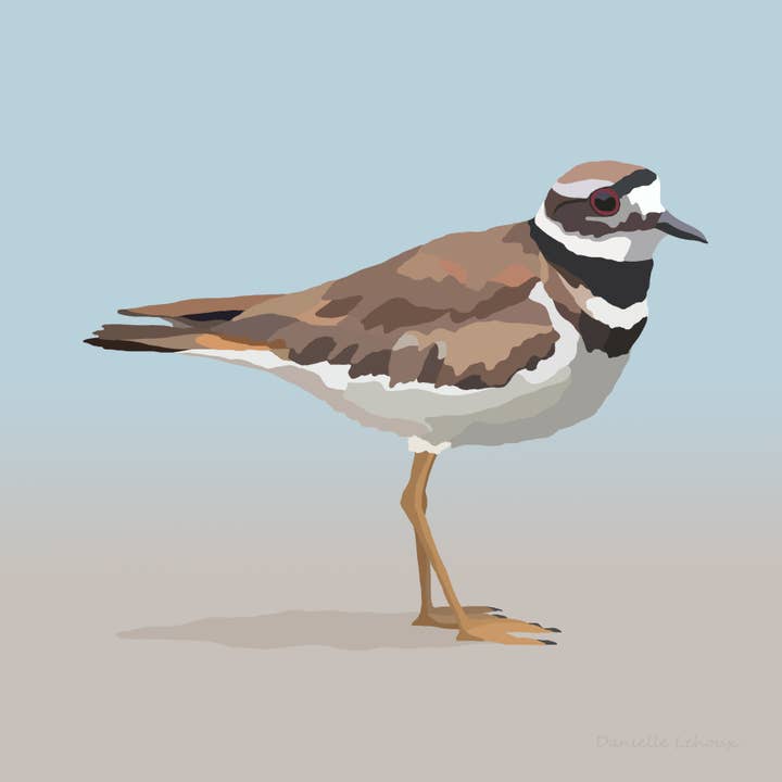 Killdeer Art Print for wholesale by Lehoux Art