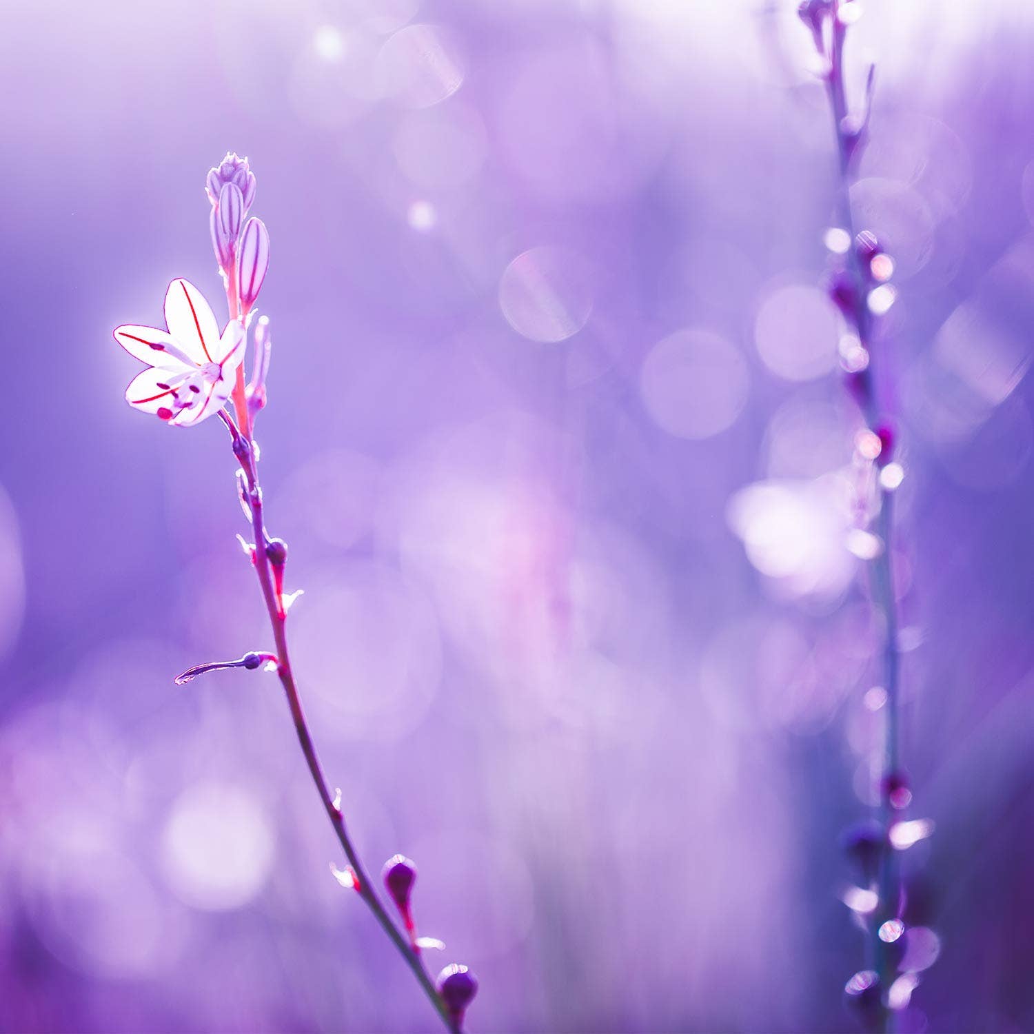 jubel naturals - Wholesale Body Cream/Lotion - Lavender Vanilla Intensive Repair Cream2