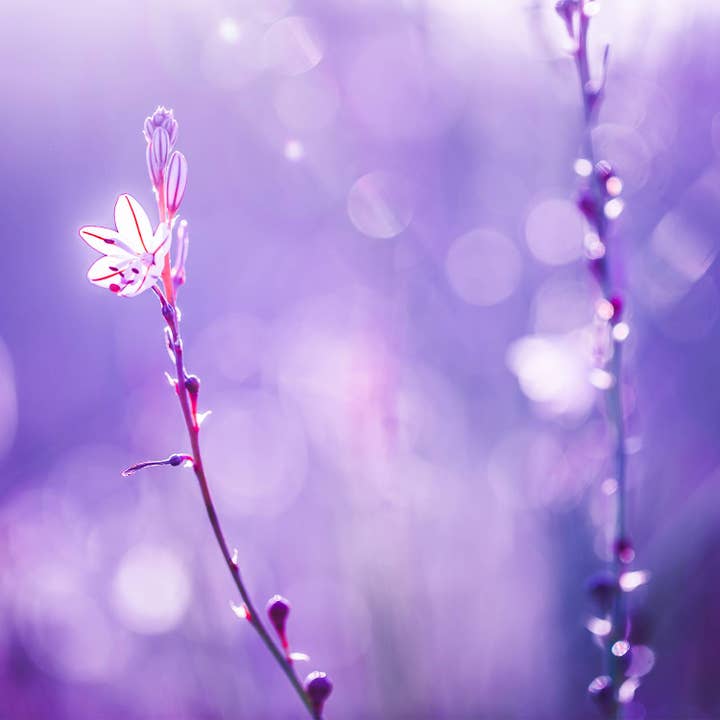 jubel naturals - Wholesale Body Cream/Lotion - Lavender Vanilla Intensive Repair Cream2