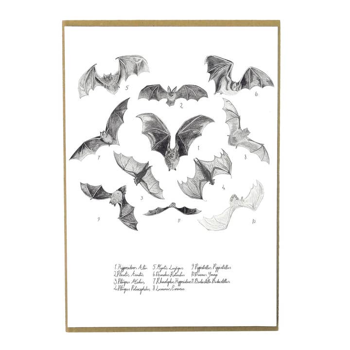 Chiroptera vleermuiskunst print voor wholesale door Bison Bindery
