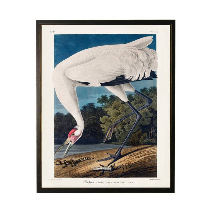 Antique Curiosities Inc - Wholesale Art Print - Vintage Hooping Crane Bookplate