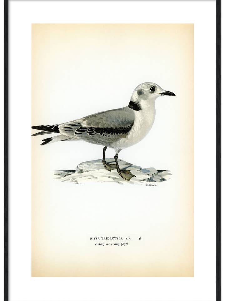 Tretåig mås, ung för wholesale av Svenska Fåglar