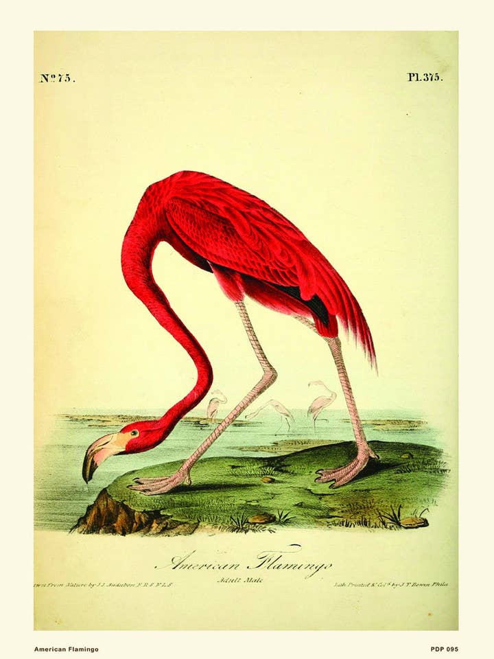 American Flamingo Natural History 30x40cm Art Poster Print for wholesale by On The Wall Art Ltd