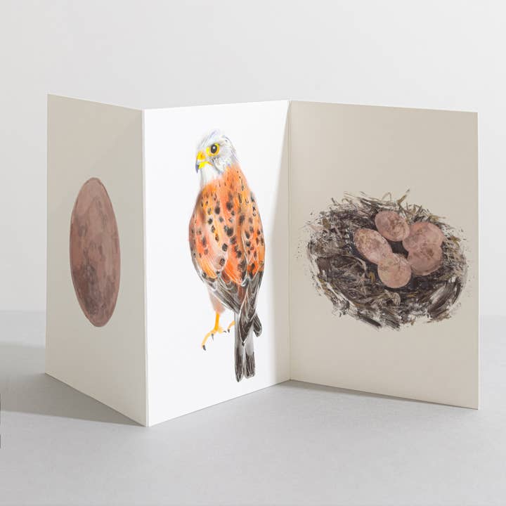 Kestrel fågel naturälskare konsertinakort för wholesale av Sara Sayer