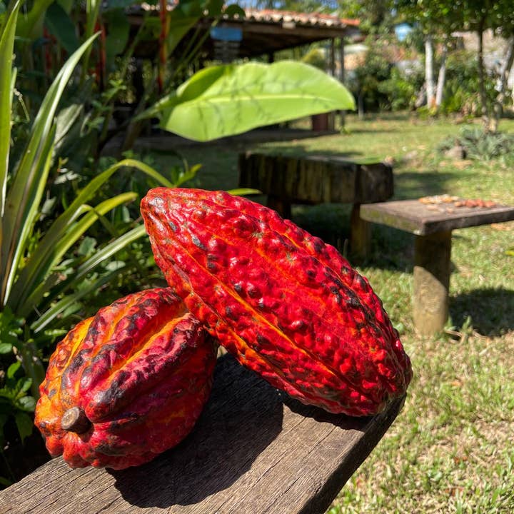 Agroverse.shop – Engroshandel Chokoladebar – Amazonas Regnskov Regenerative 8 Ounce Økologiske Kakaonibs1