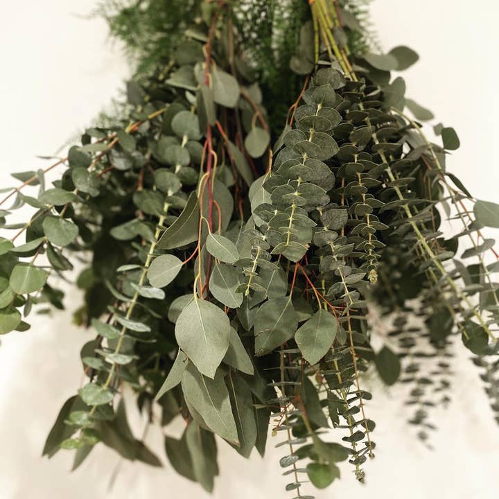 Red Elephant Candle Company - Wholesale Live Plant - Fresh Eucalyptus Bundle/1