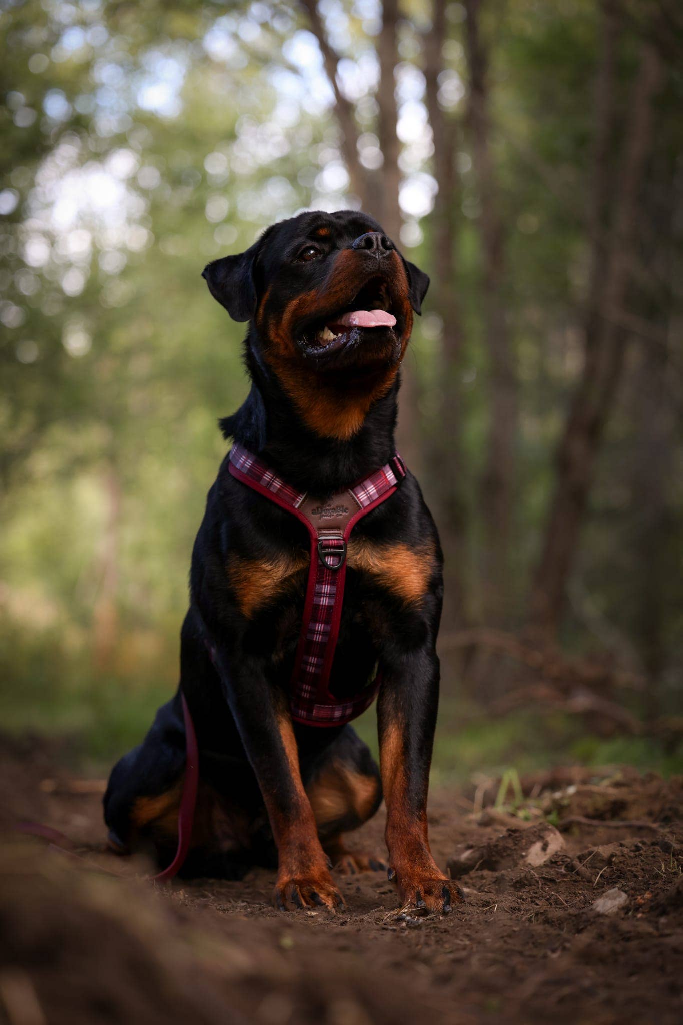 The aDoraBle Pooch Company - Wholesale Pet Harness - Dog - Streamline Pro™ Dog Harness - Heritage Collection - Merlot Manor13