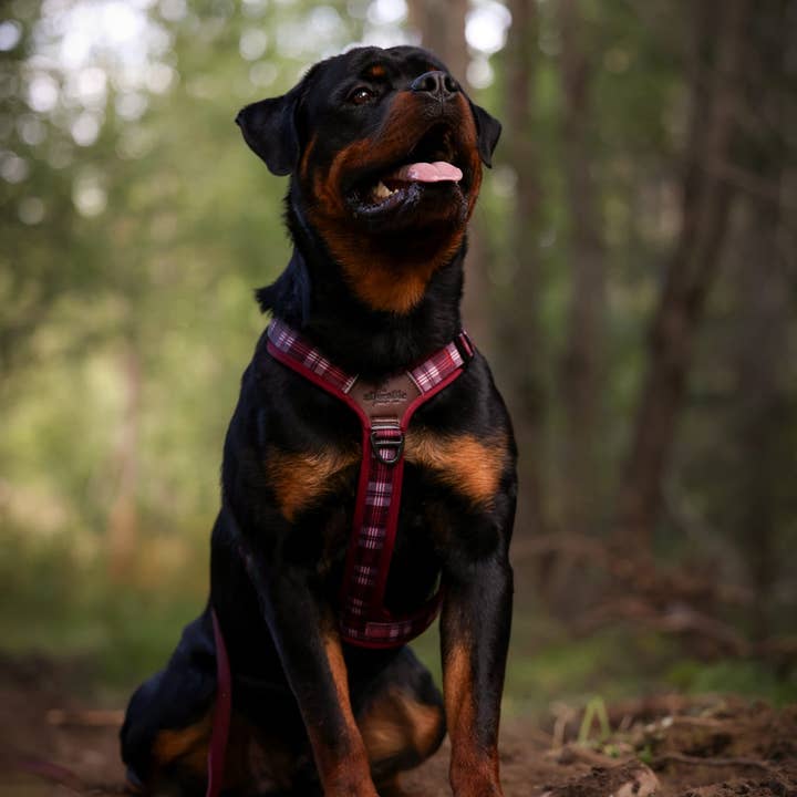 The aDoraBle Pooch Company - Wholesale Pet Harness - Dog - Streamline Pro™ Dog Harness - Heritage Collection - Merlot Manor13