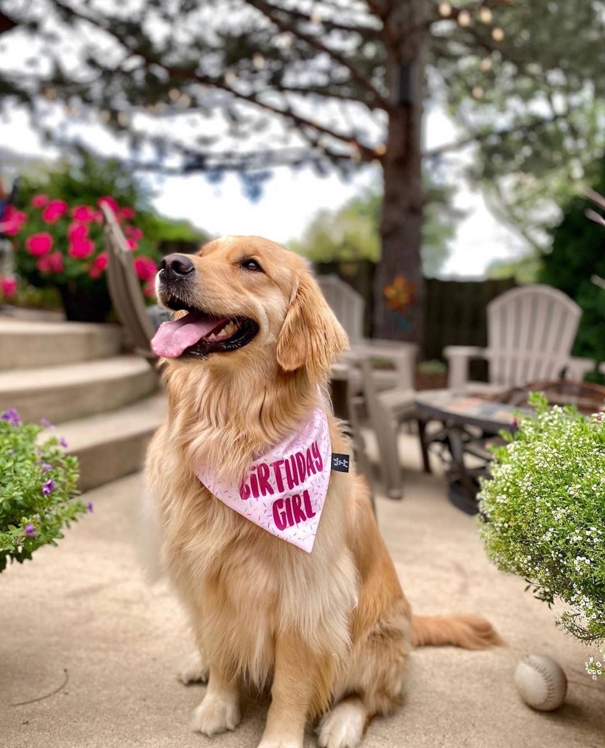 Tails Up, Pup - Wholesale Pet Bandana - Dog - Birthday Girl Dog Bandana - Dog Birthday Party1