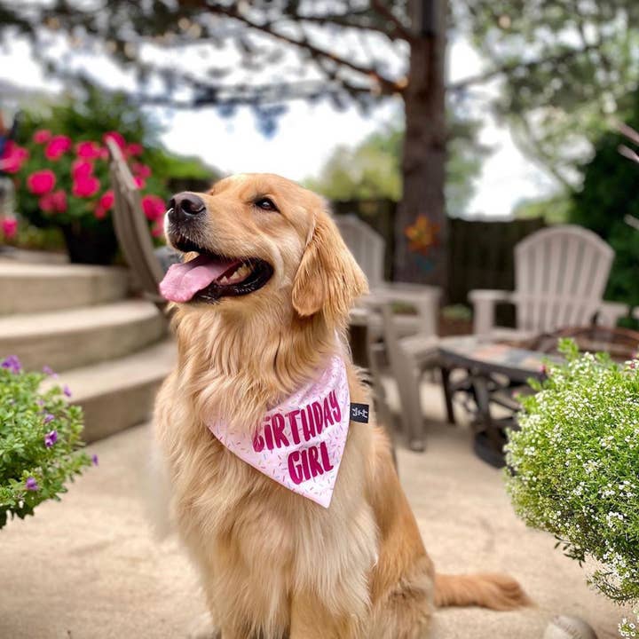 Tails Up, Pup - Wholesale Pet Bandana - Dog - Birthday Girl Dog Bandana - Dog Birthday Party1