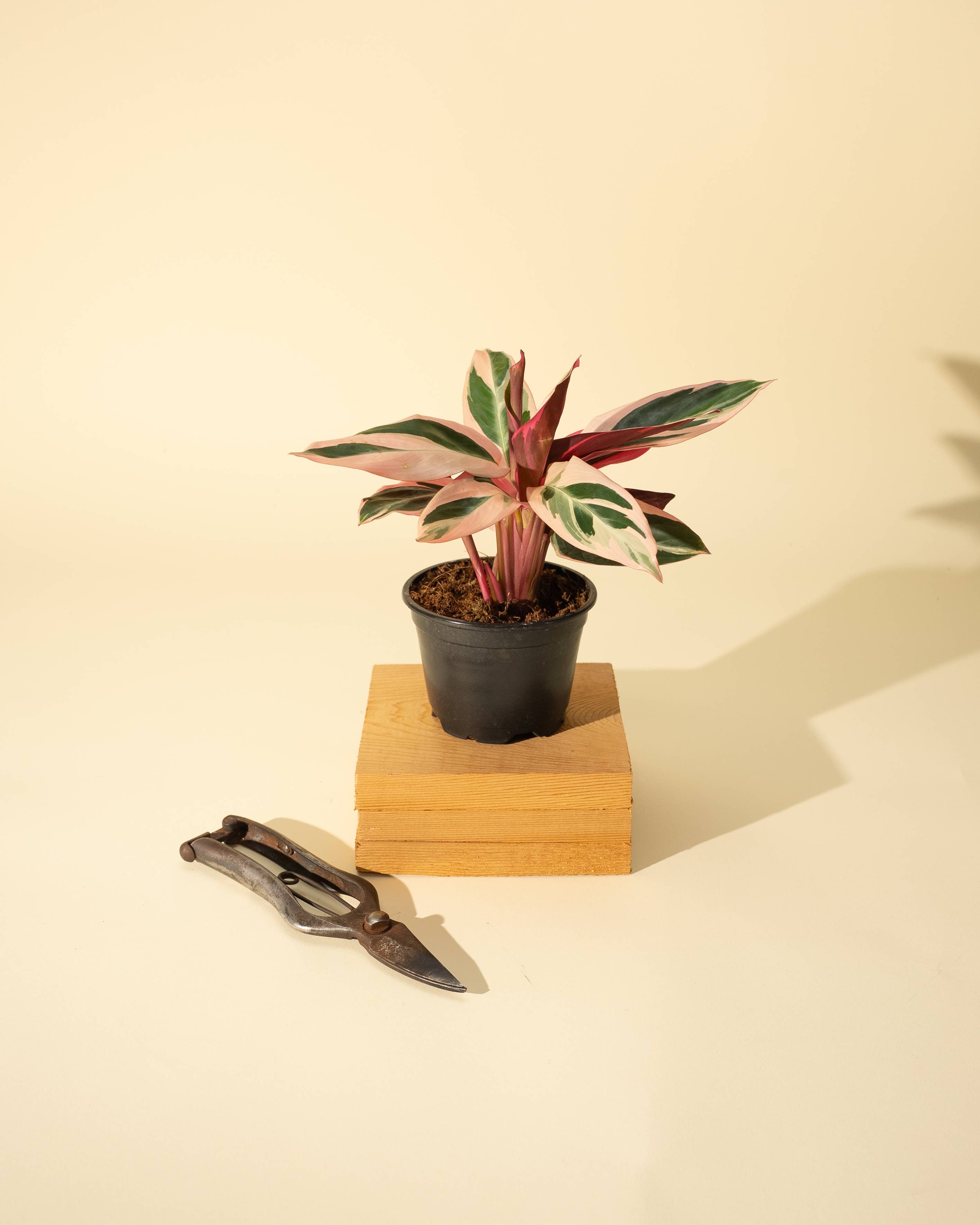 BWH Plant Co - Wholesale Live Plant - 4" Stromanthe 'Trio Star'1