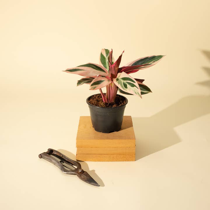 BWH Plant Co - Wholesale Live Plant - 4" Stromanthe 'Trio Star'1