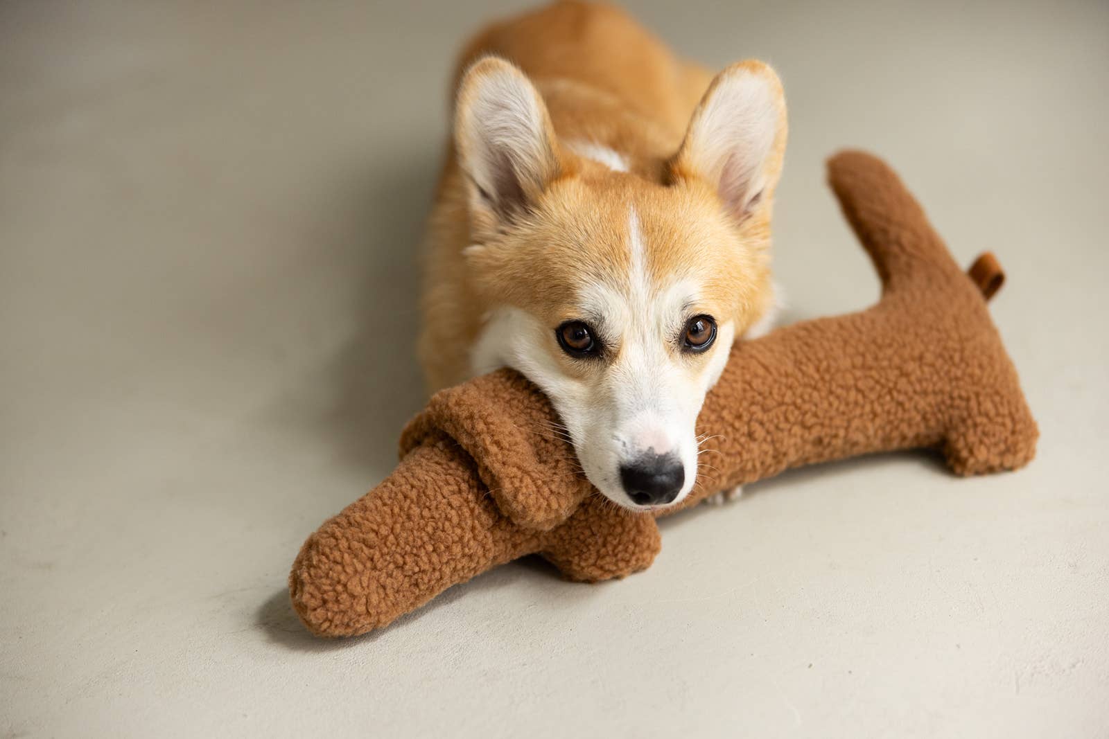 Lieblingspfote - Wholesale Knuffelspeeltje - Hond - Dachshund Musch knuffel- en speelplezier in één2
