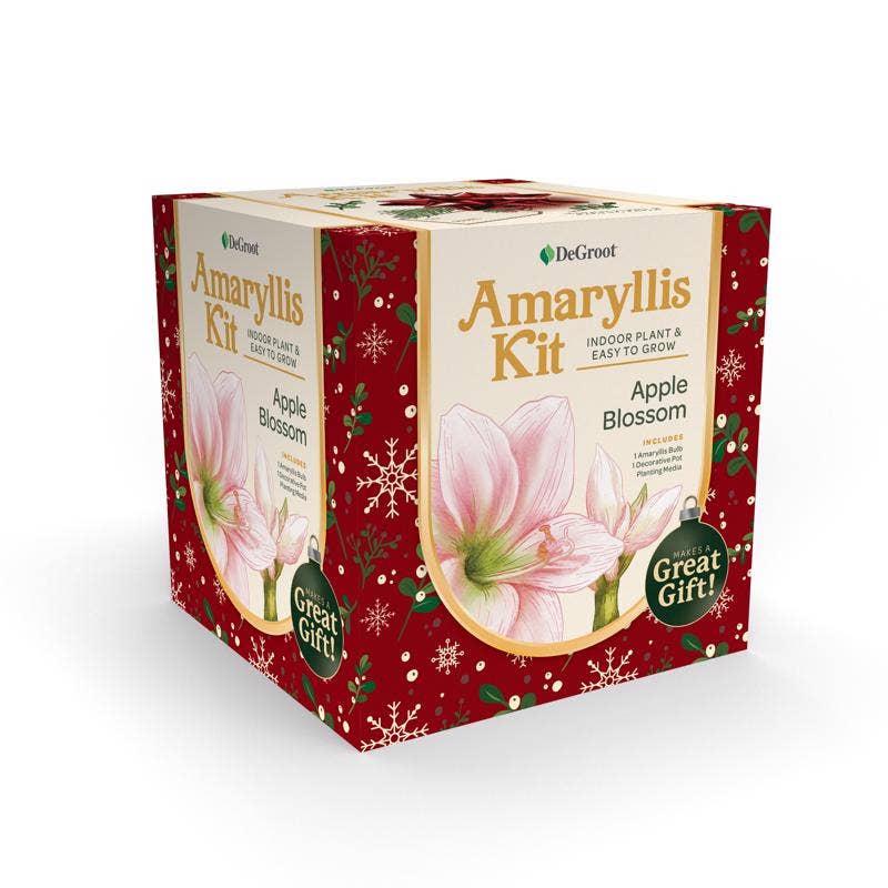 Everyday Supply Co - Wholesale Plant Seeds - DeGroot Amaryllis Bulb Gift Box Kit - 12 Pack0
