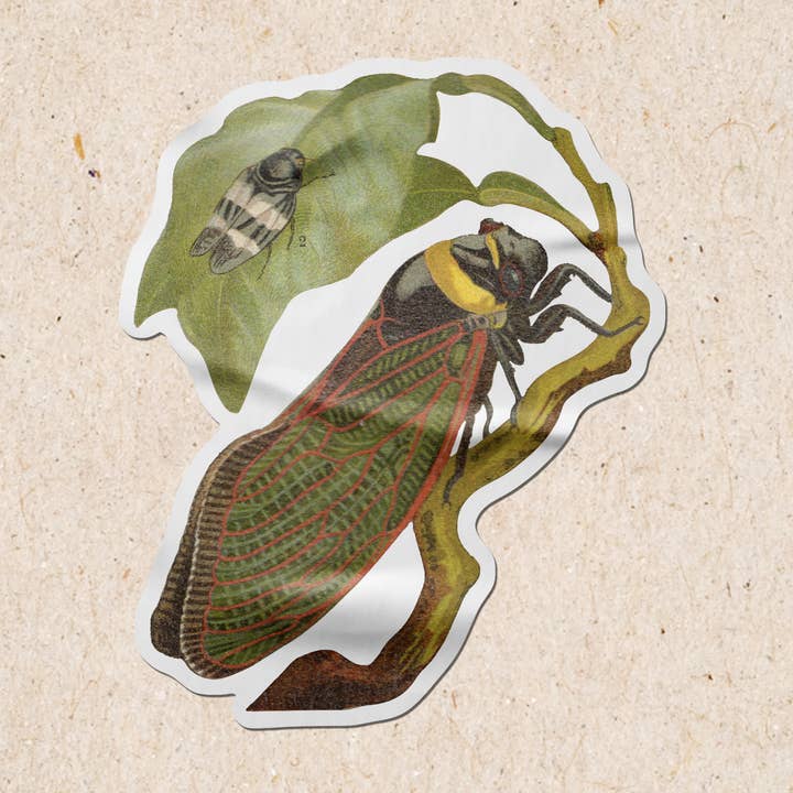 Cicada | Autocollant en vinyle imprimé ancien pour la vente par Dandy Roll