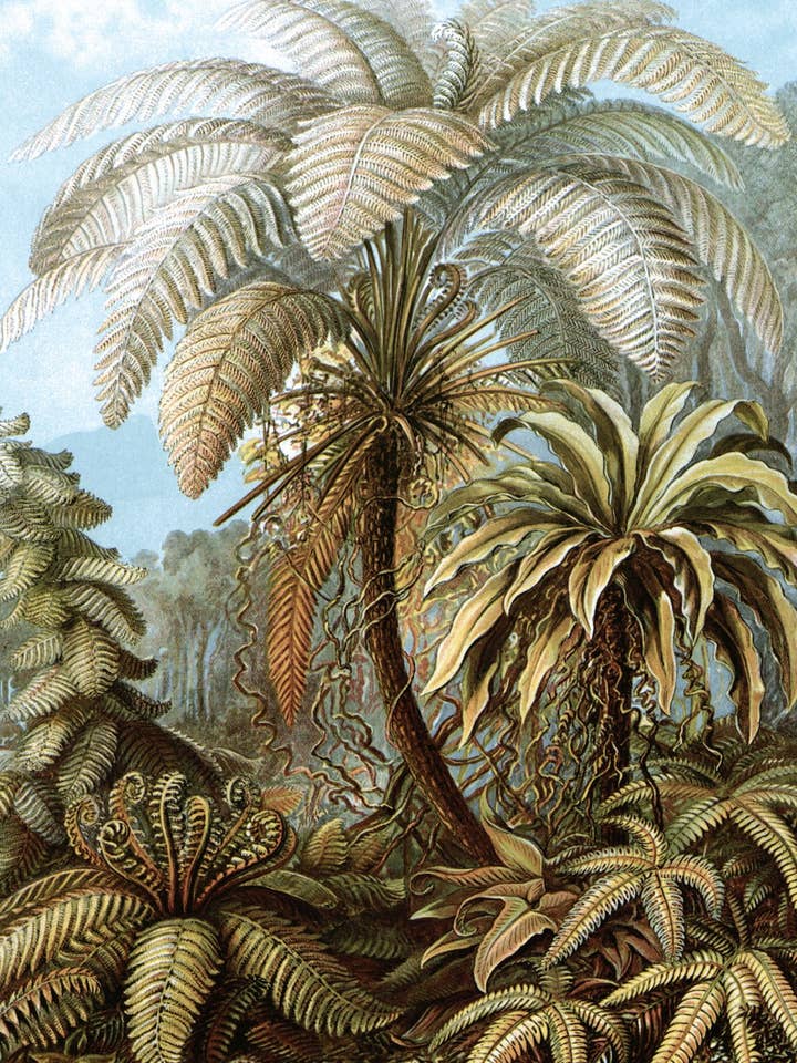 Postkarte Filicinae (Farne) (081745) für den Großhandel von The Knowledge of Things by Catch Publishing