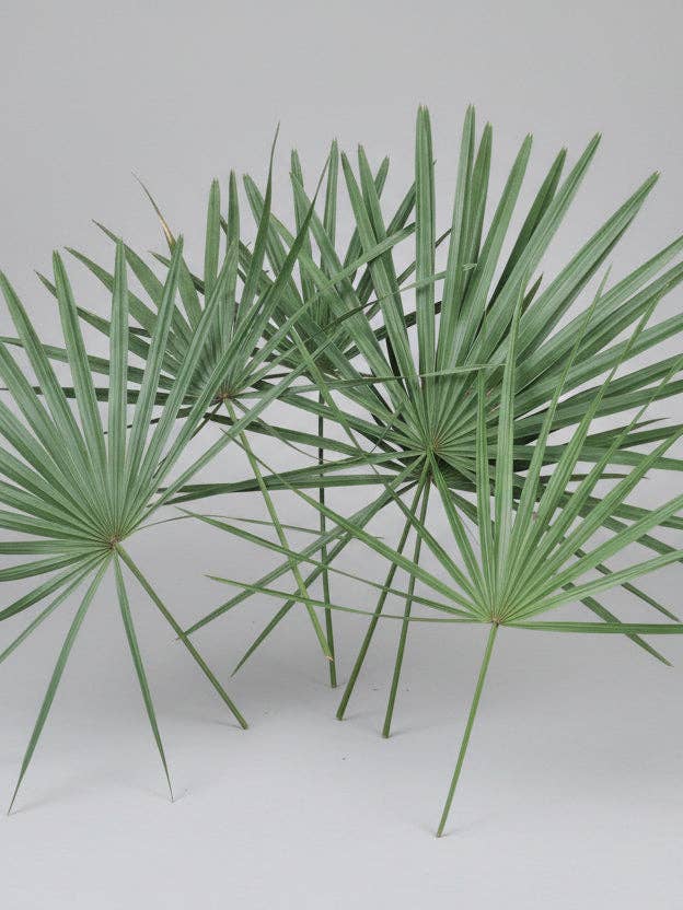 Palmetto Palm Fans - Fresh Florida Palm Leaves for Palm Sunday (50 Fans/Box) for wholesale by Backwoods Foliage