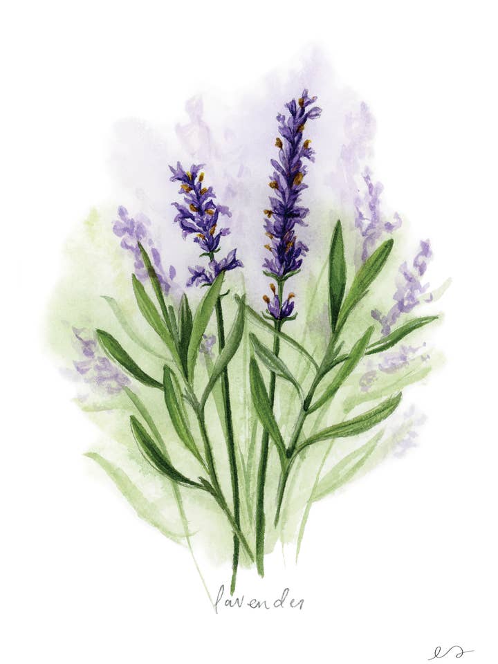 Lavendel Kunstprint – Aquarel Botanische Muurdecoratie voor wholesale door Art by Emma Lian