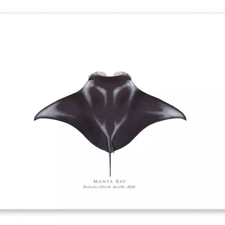 Manta Ray - Fine Art Print for wholesale by Stick Figure Fish