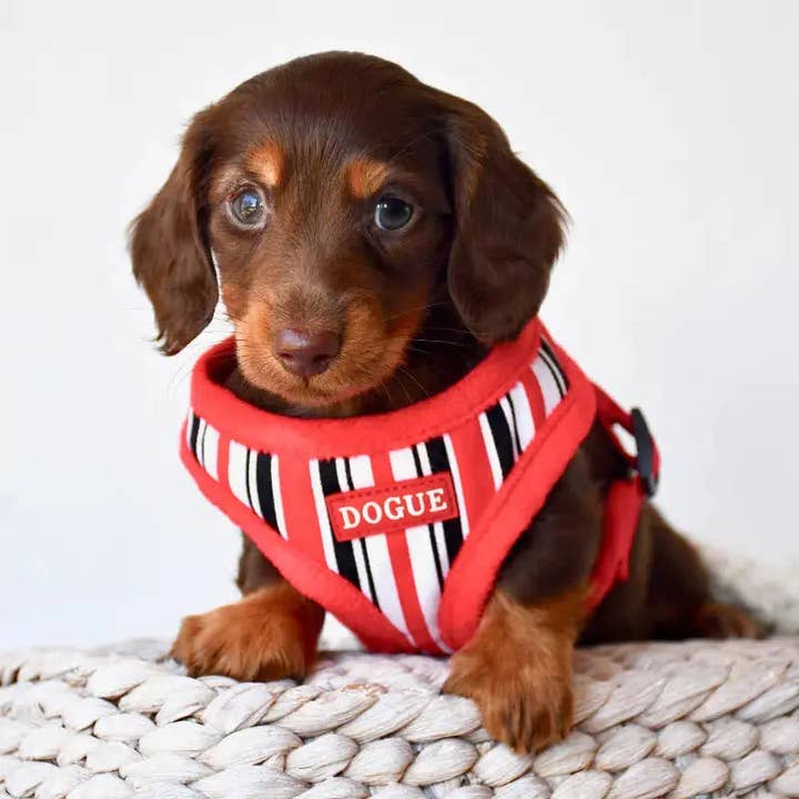 DOGUE Stripe Hundesele for engroshandel hos DOGUE