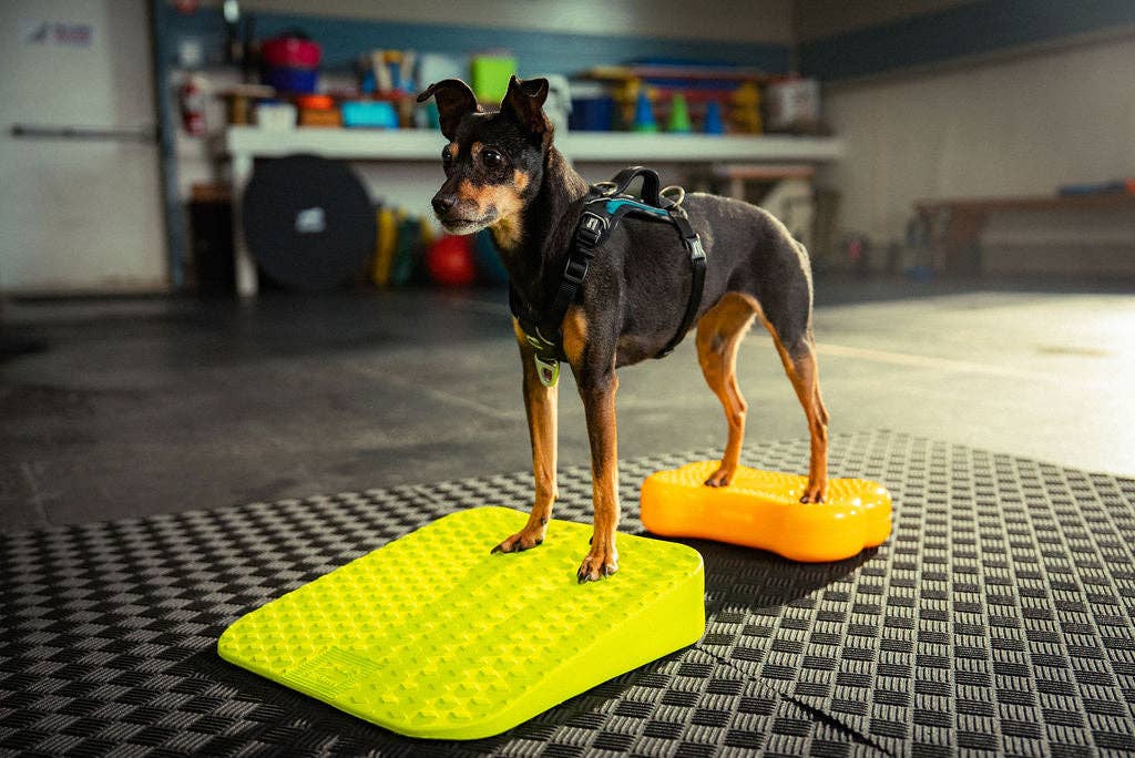 FitPAWS - Wholesale Pet Toy - Dog - FitPaws Balance Ramp7
