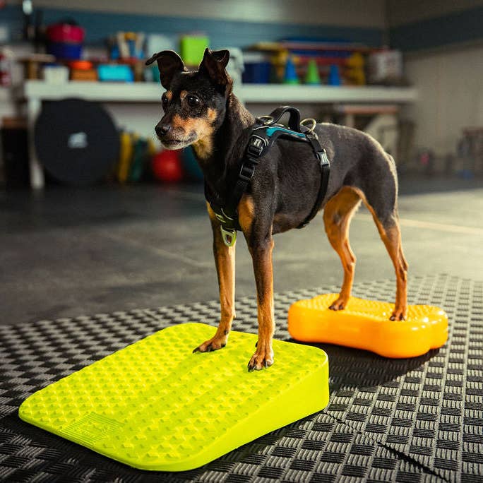 FitPAWS - Wholesale Pet Toy - Dog - FitPaws Balance Ramp7
