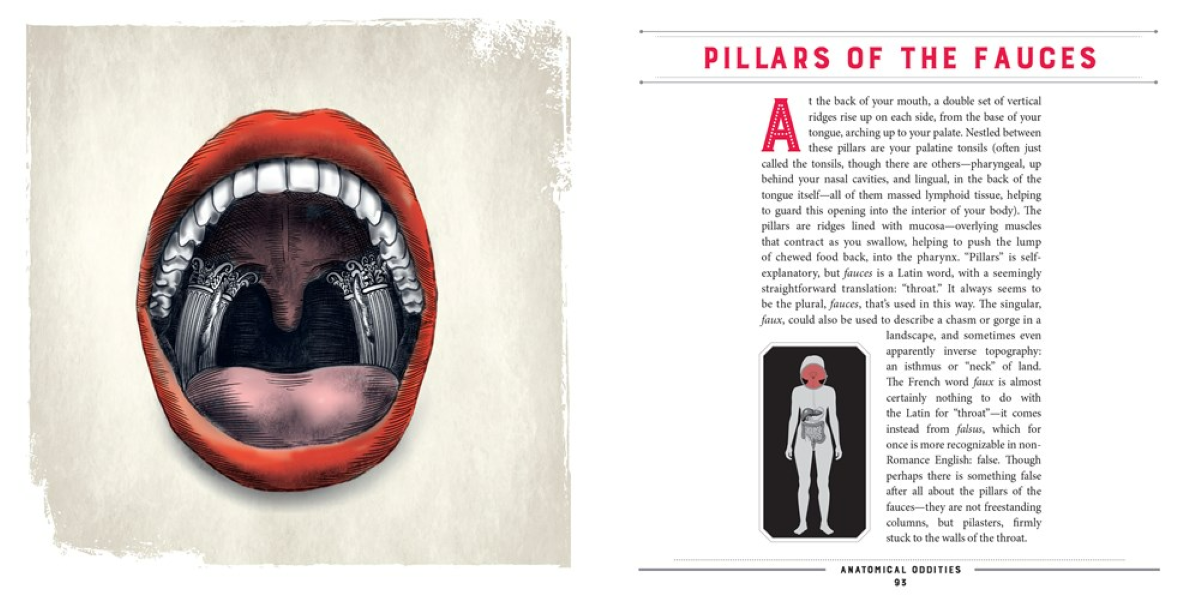 W. W. Norton - Wholesale Science & Math - Anatomical Oddities5