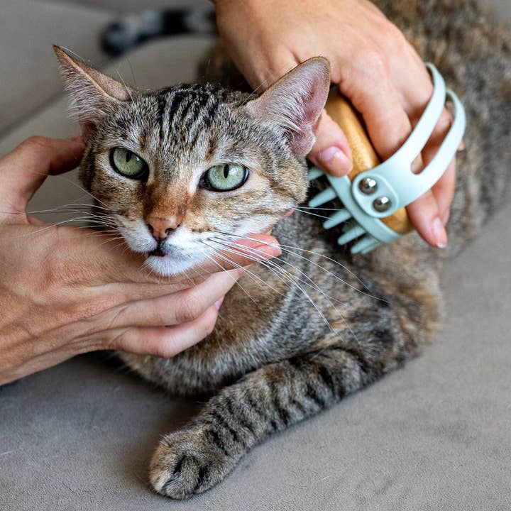 LOMI Pet Care - Wholesale Pet Brush - Cat/Dog - Pet Bamboo Massage Brush