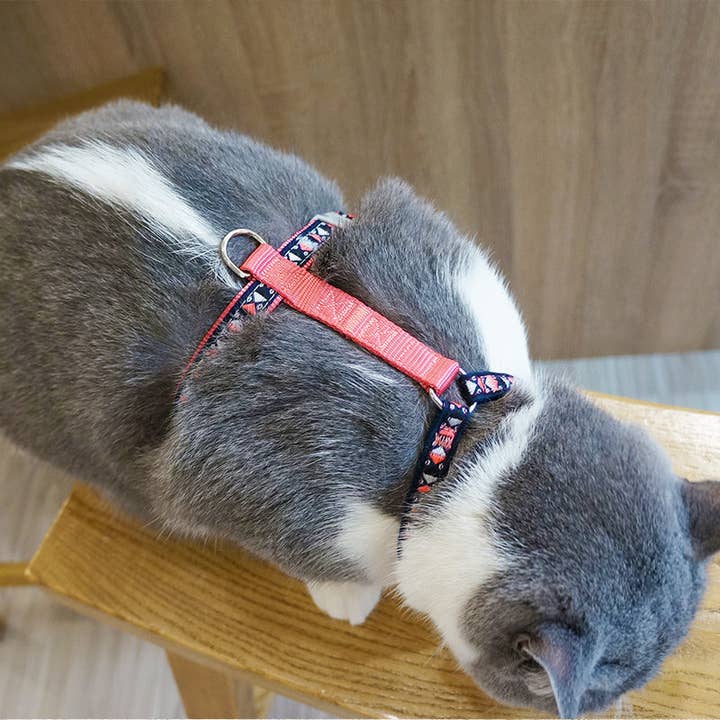 Cheerhunting - Wholesale Pet Collar - Cat/Dog - Loofie - Colorful Pet Harness & Leash Set
