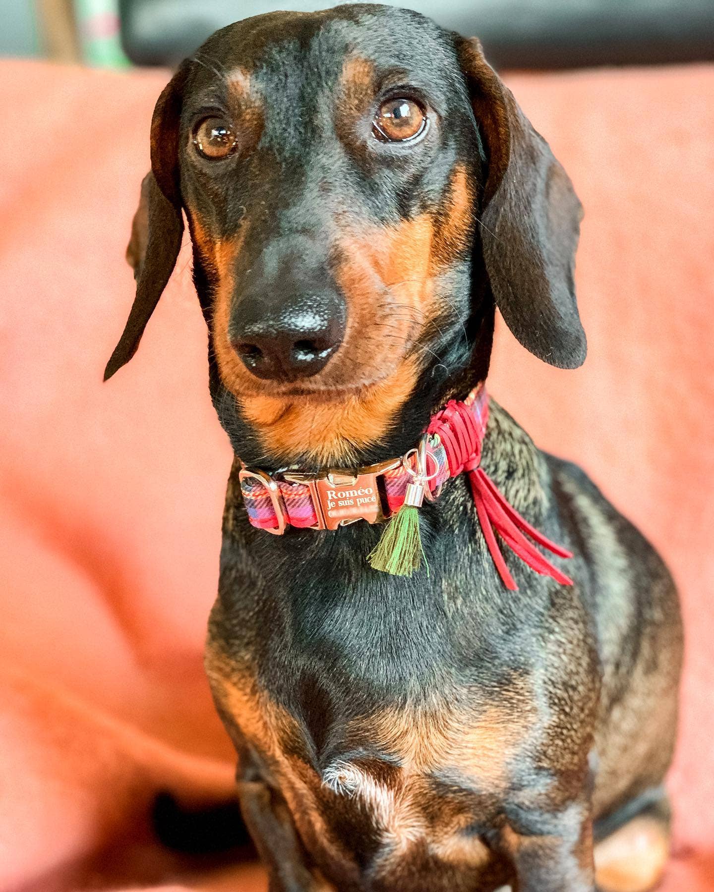 Frimousse Dog – Großhandel Haustierhalsband – Hund – „Watson“ schottisches verstellbares Hundehalsband4