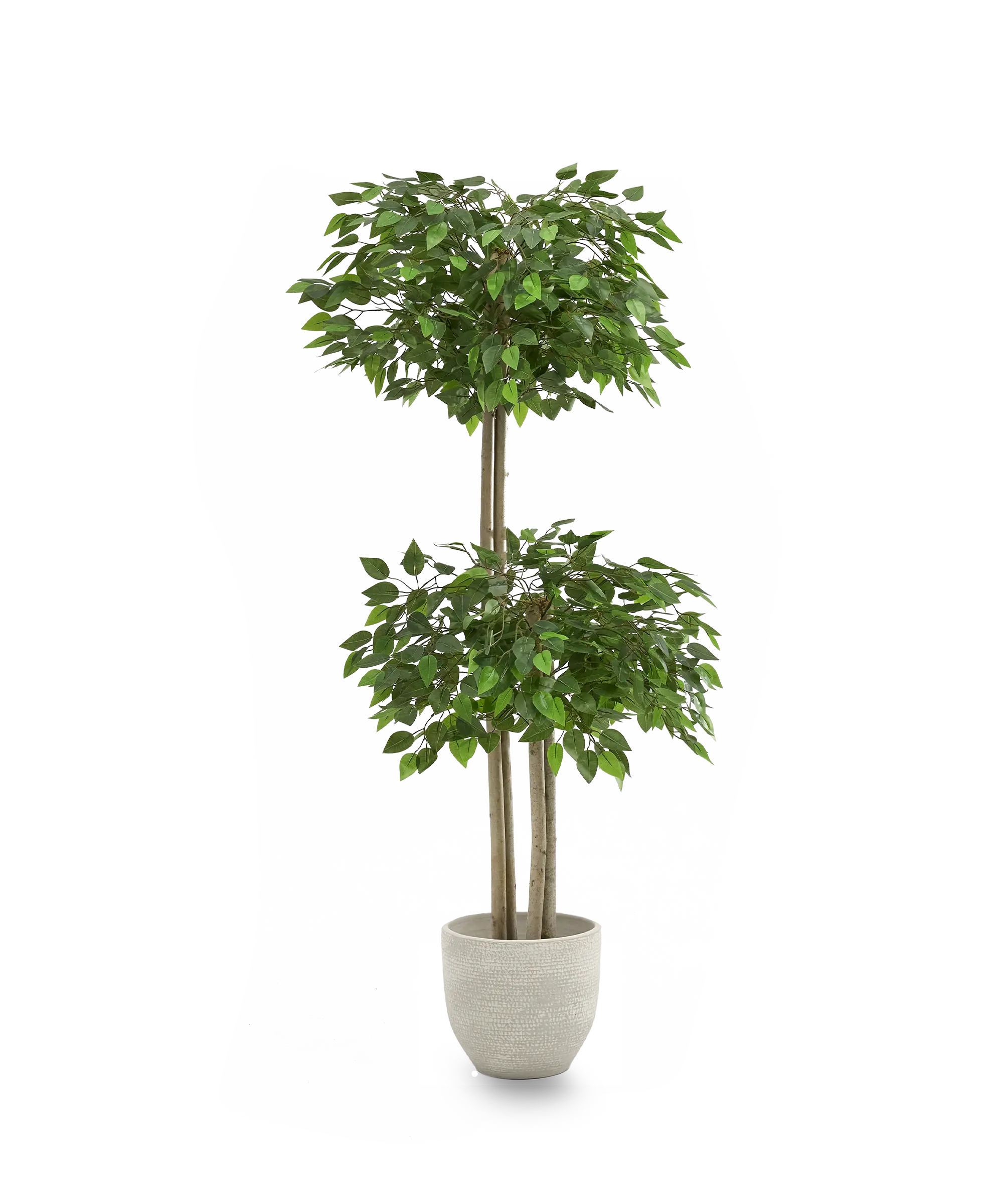 Maia Shop - Wholesale Artificial Plant - Artificial Ficus 2 Crowns 150 cm1