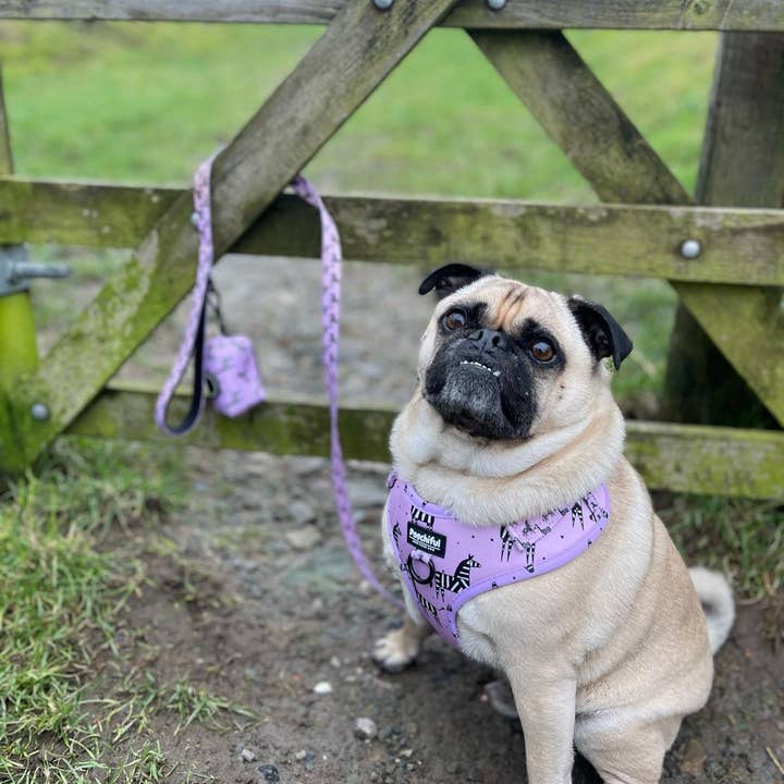Poochiful - Wholesale Pet Leash - Dog - Dog Lead - Zee Zee Zebra Lilac Edition