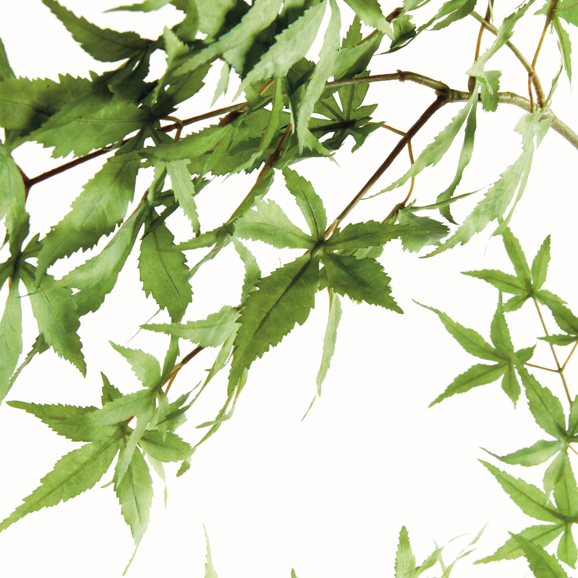 Vert Spray à l'érable 71 po en vente sur Faire2