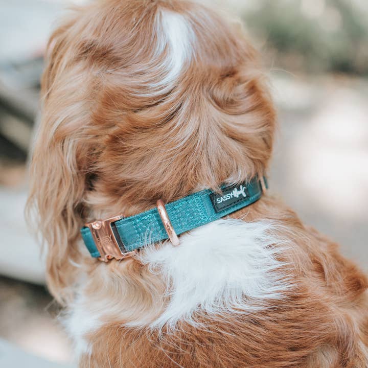 SASSY WOOF - Wholesale Pet Collar - Dog - Dog Collar - Forest6