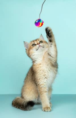 CanCor Innovations Inc. – Brinquedo - Gato por atacado – varinha de 12 Polegadas com Mini Bola de Crinkle2