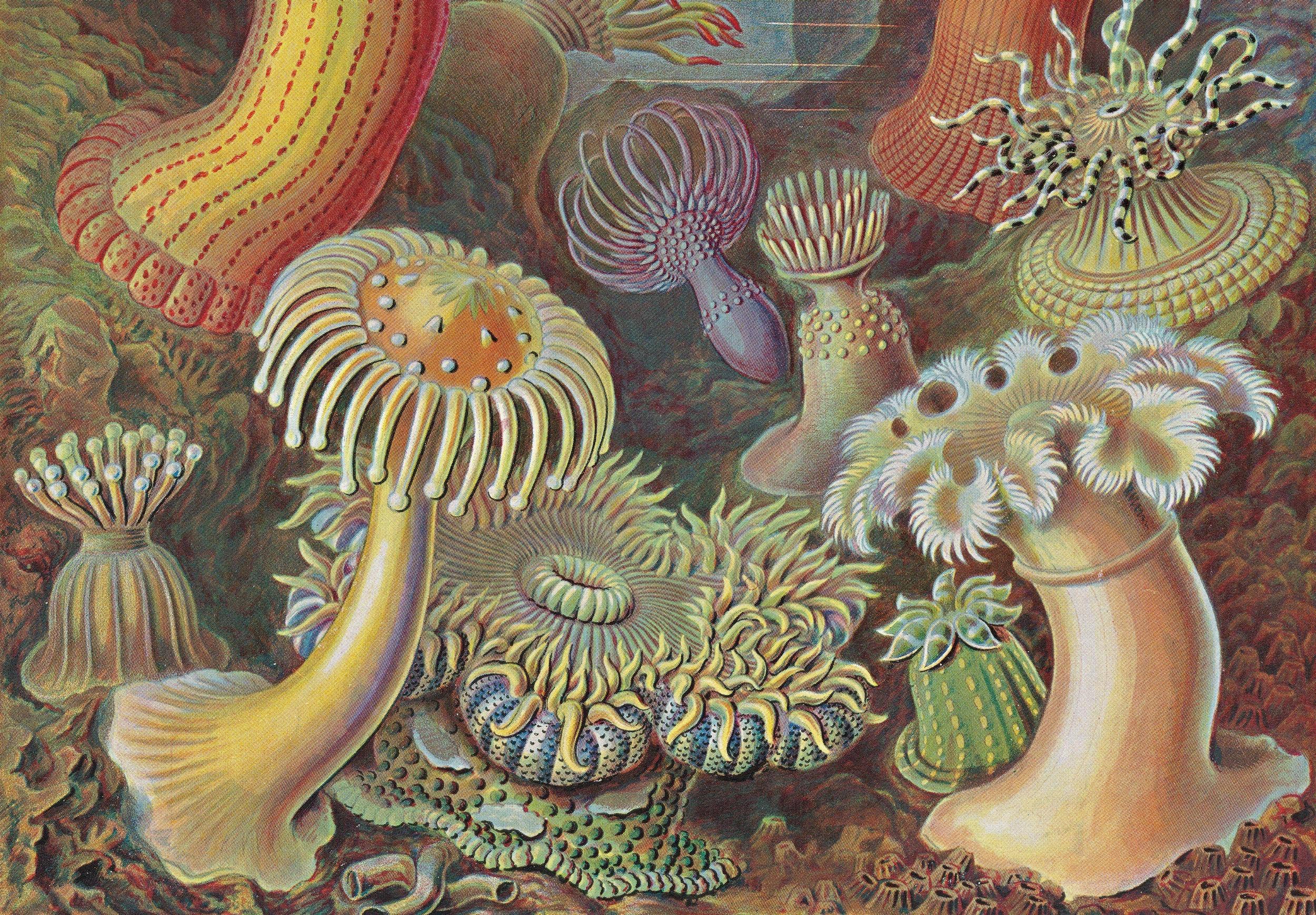 TASCHEN Europe - Vendita all'ingrosso Catalogo - Ernst Haeckel. Arte e Scienza. 40ª Ed. (Tedesco)7