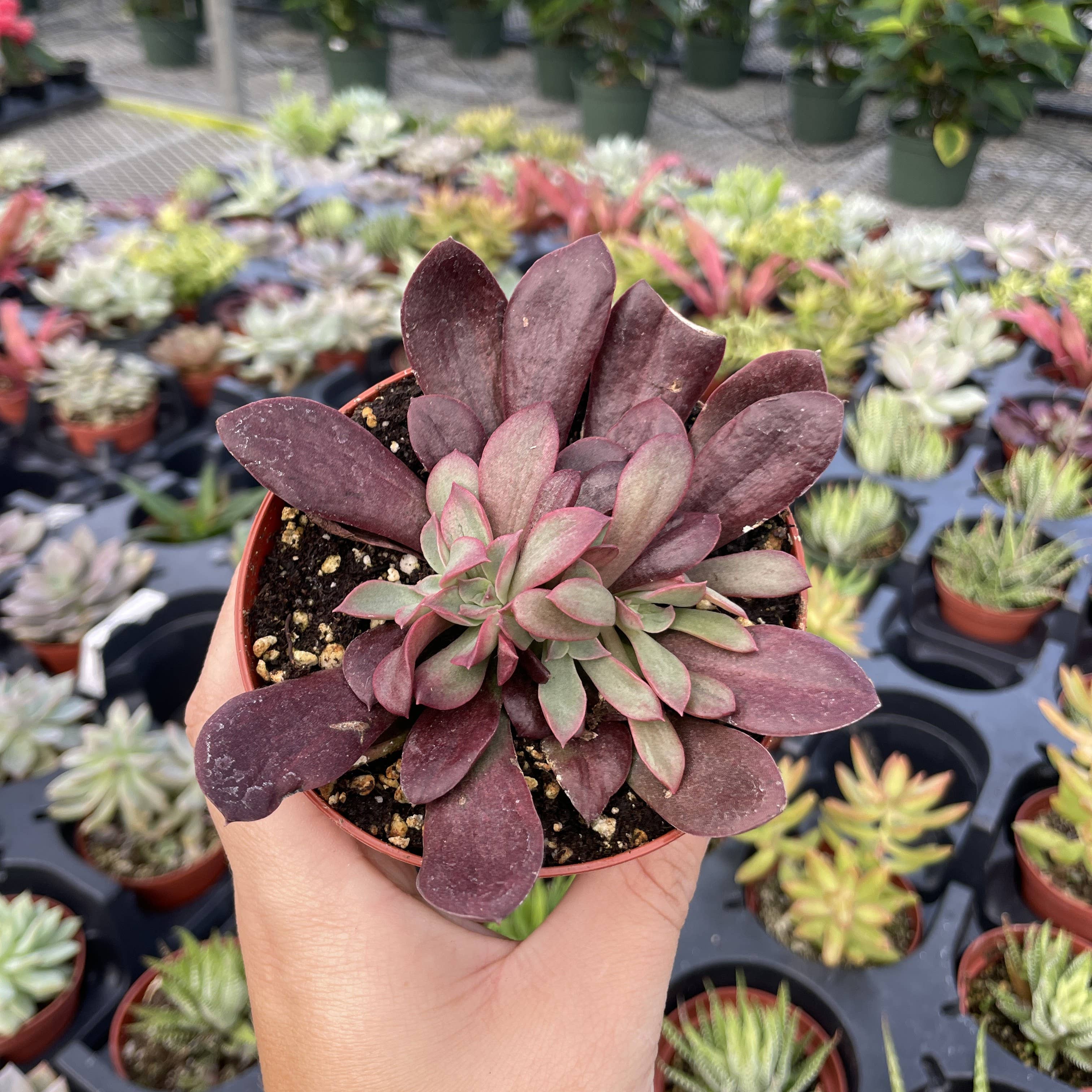 Thorsen's Greenhouse - Vente Plante - Plante Grasse Variée - Plante Vivante6