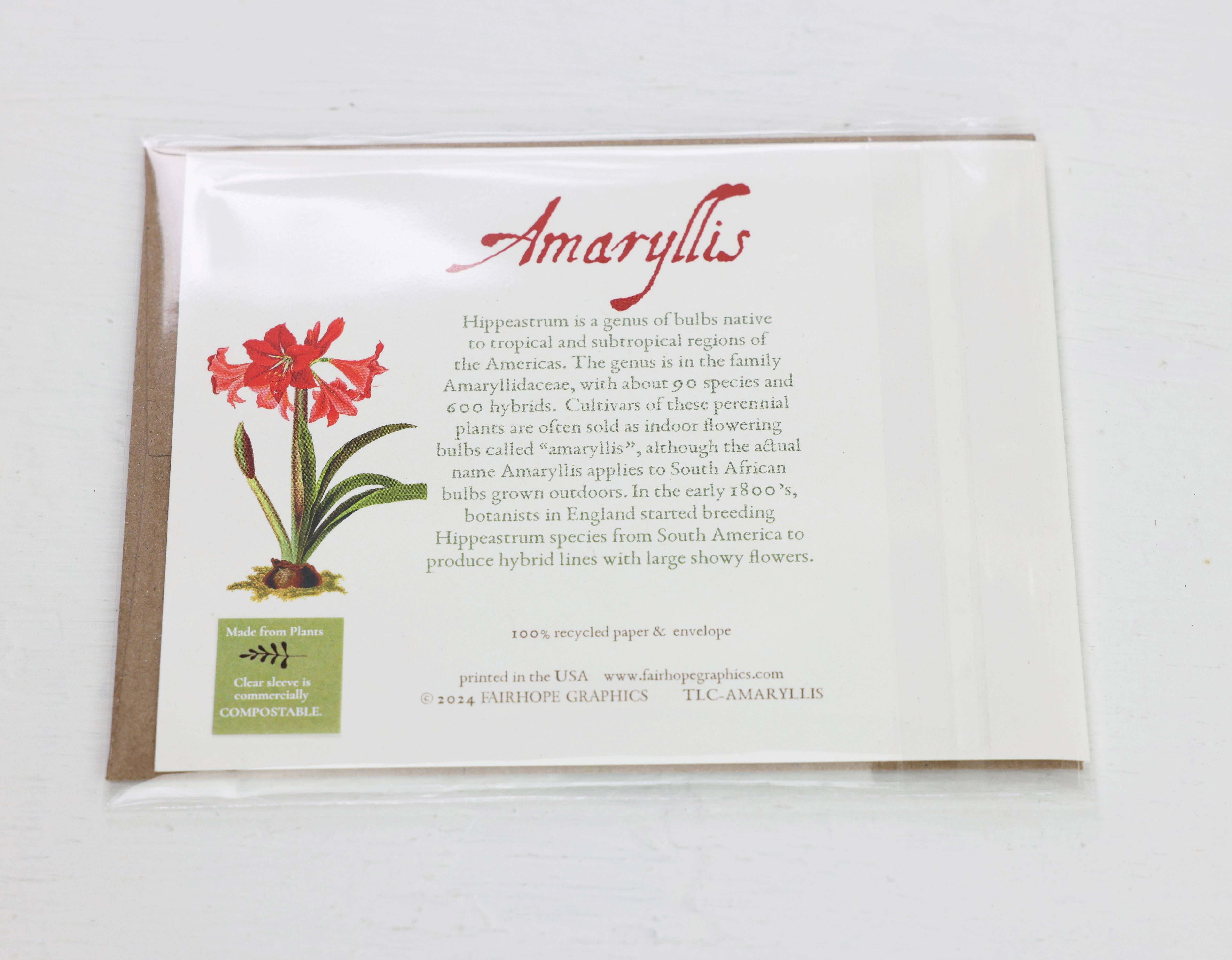 Fairhope Graphics – wholesale Vardagliga hälsningskort – Amaryllis-kort2