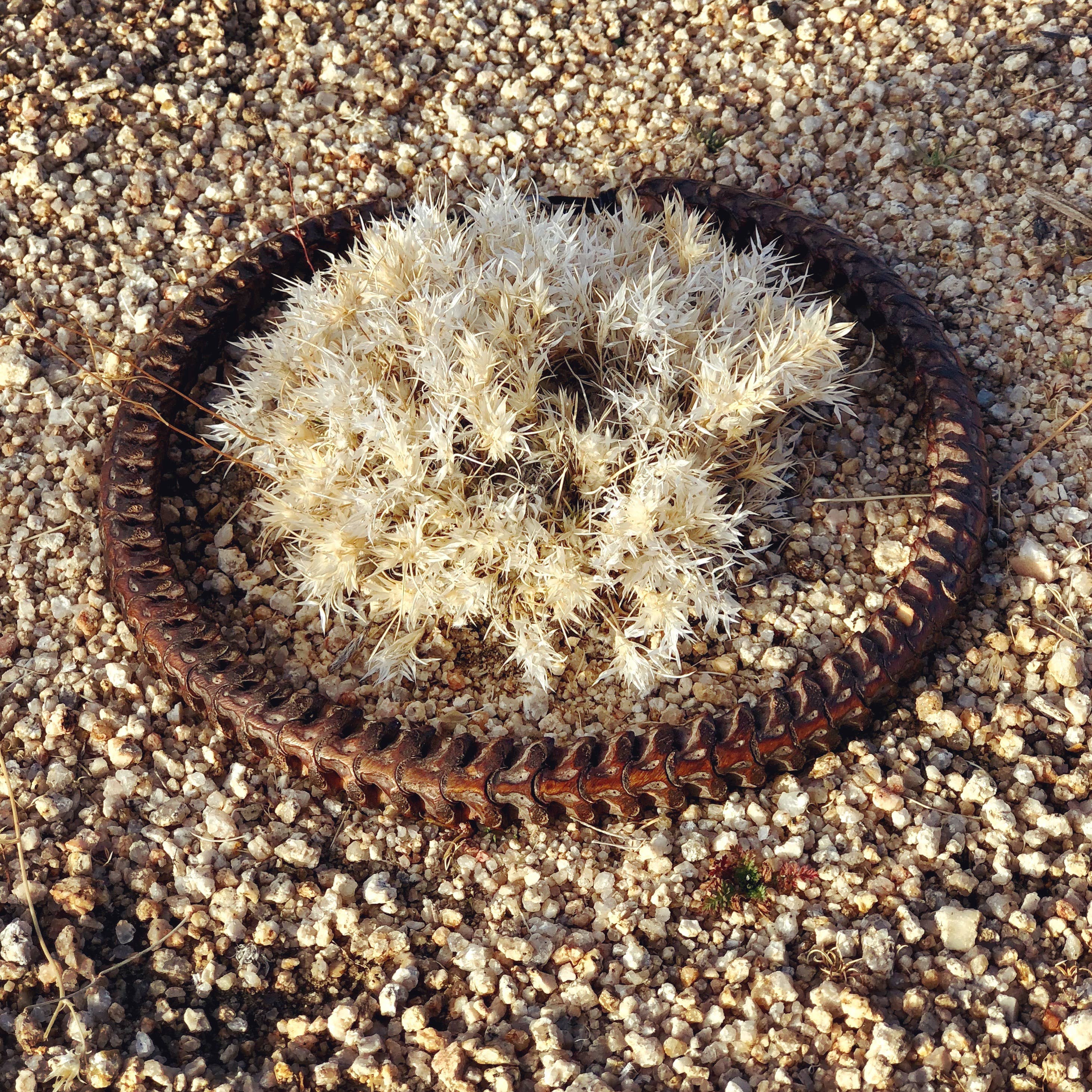 ASTALI - Wholesale Choker/Collar - Snake Vertebrae Choker, Real Vintage African Snake Bones7