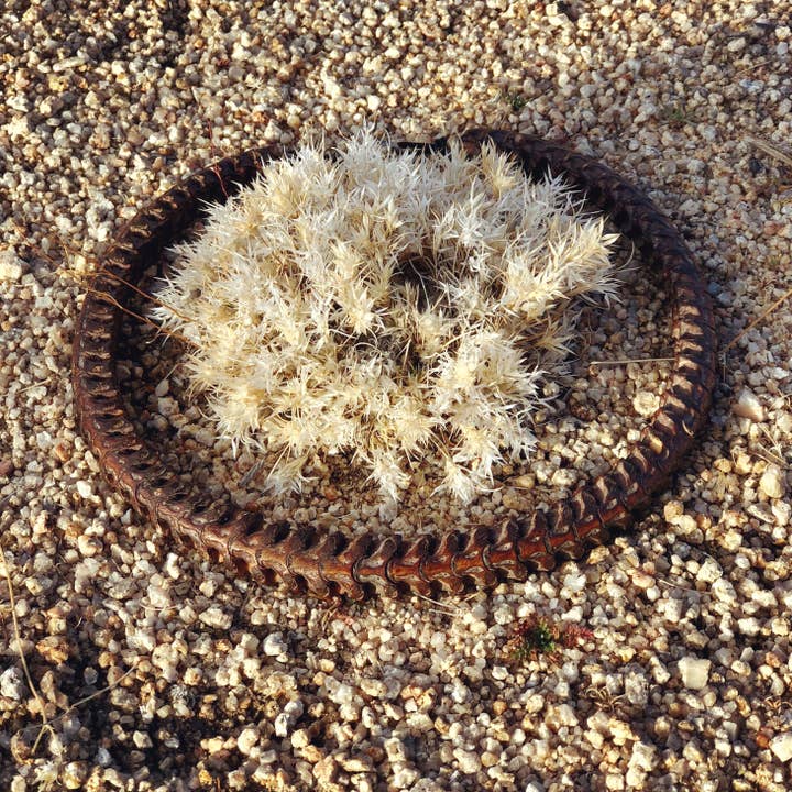 ASTALI - Wholesale Choker/Collar - Snake Vertebrae Choker, Real Vintage African Snake Bones7