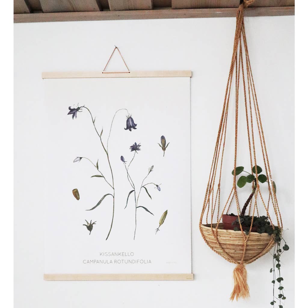 Papurino - Wholesale Art Print - Print: Harebell1