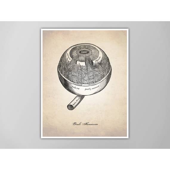 8” x 10” Eyeball Human Anatomy Art Print for wholesale by The National Anthem